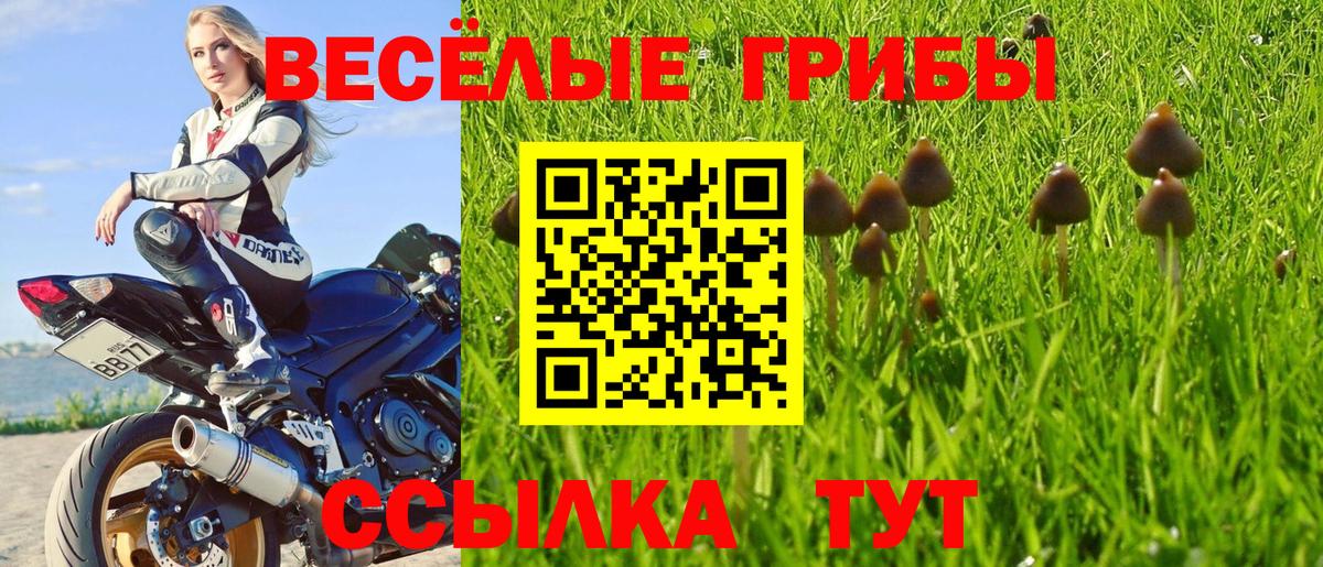 Галлюциногенные грибы Cubensis Касимов